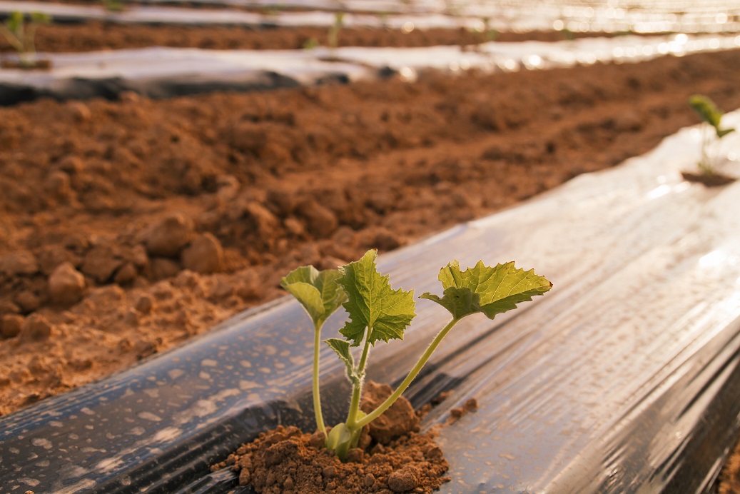 Planta pequeña que crece sobre un acolchado plástico